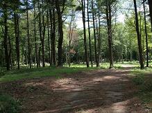Woods to Parkland