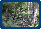Woods to Parkland - Before