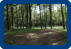 Woods to Parkland - After